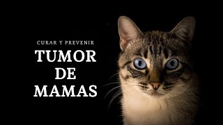 TUMORES en GATAS y QUIMIOTERAPIA todo lo que DEBES SABER de como CURAR y PREVENIR 🐈 [upl. by Vizza410]