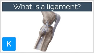 What Is a Ligament Definition and Overview  Human Anatomy  Kenhub [upl. by Olraced642]