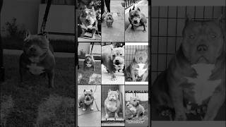 Girls Born amp Bred WLABULLIES fyp youtubeshorts breeder americanbully short video [upl. by Emera]