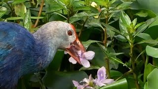 Greyheaded swamphen eating Pontederiacrassipes commonwaterhyacinth Porphyriopoliocephalus [upl. by Roleat]