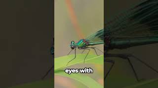 How Do Dragonflies See the World MiniBeasts DragonflyVision CritterStories [upl. by Mori]