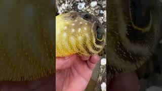 Puffer Fish Inflating in Hand [upl. by Sinnej]