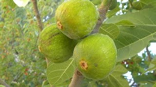 Growing Figs in Containers [upl. by Teiv]