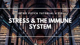 Stress amp The Immune System Intro Psych Tutorial 210 [upl. by Pik]