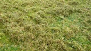 Heavy Moss In Lawn [upl. by Panayiotis]