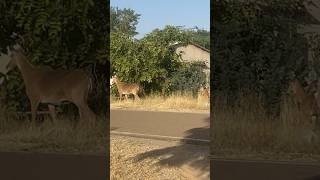 Nilgai family in living Area 🦌shorts wildanimals nilgai [upl. by Tully47]