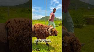 Jawwad Mir’s Merino Sheep on Palai at Al Muqaddas Goat Farm Pune [upl. by Euqirat]