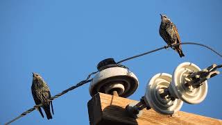 Common StarlingsSturnus Vulgaris [upl. by Igenia]