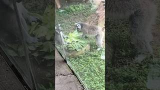 Ring Tailed Lemurs Eating Lettuce 🐒 🥬 [upl. by Suertemed95]