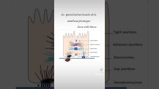 Bio cell  les spécialisations basales de la membrane plasmique [upl. by Acquah]