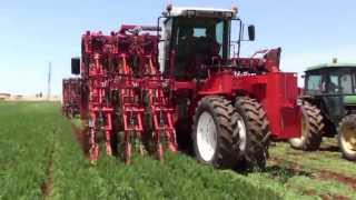 Dewulf ZKIIISE  3row selfpropelled carrot harvester [upl. by Burnard]