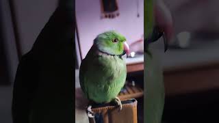 Parrot Jugni Jugni Remix ⏩🔥 parrot remix jugni shorts trending [upl. by Assira]