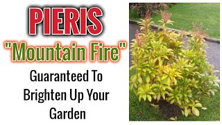 Pieris quotMountain Firequot  Beautiful Shrub Guaranteed To Brighten Up Your Garden Instantly [upl. by Estevan]