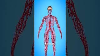 Blood Vessel of Human Body  3 D Animation anatomy fracture medicalanimation shorts [upl. by Irmine]