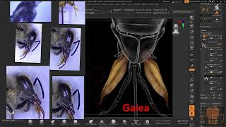 Overview of Honey Bee Mouth Part Anatomy [upl. by Sudbury]