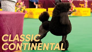 How to Set the Front of the Continental Trim  Poodle Grooming [upl. by Ariahs]