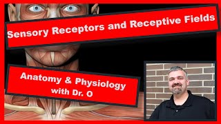 Receptive Fields and Sensory Receptors Anatomy and Physiology [upl. by Kamillah836]