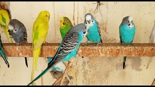 Cute Pet Budgies Chirping 12 Hr Nature Parakeets Bird Sound to Reduce Stress [upl. by Jonina588]