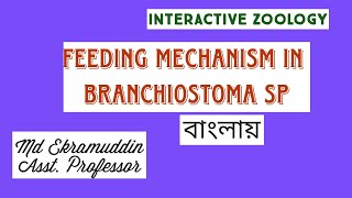 Feeding mechanism in Branchiostoma [upl. by Ynnos]