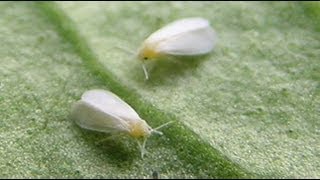 How To Build A Simple White Fly Trap And Identify White Flies [upl. by Yllime]