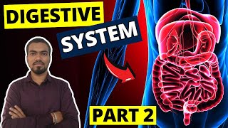 DIGESTIVE SYSTEM  PART 2  GNM NURSING 1ST YEAR ANATOMY amp PHYSIOLOGY GNM COURSE BY BHUSHAN SCIENCE [upl. by Zetnom]