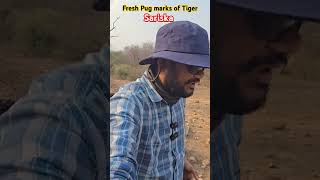 Fresh Pugmarks tiger sariska wildlife wildanimals ytshorts shortsfeed wildlifecontent [upl. by Rubel334]