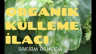 ORGANİK BÖCEK İLACI YAPIMI 2 KÜLLEME MANTAR İÇİN [upl. by Otiv54]