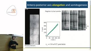 Mechanics of embryonic tissue elongation and segmentation  Karine Guevorkian [upl. by Yuhas]