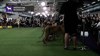 Rhodesian Ridgebacks  Breed Judging 2019 [upl. by Akemak]