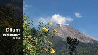 Mexican sunflower Tithonia diversifolia  part 2 [upl. by Wenda]