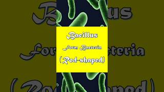 Bacillus Form Bacteria Explained in 45 Seconds bacillus bacteriaexplained microbiology [upl. by Fogel5]