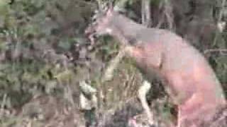 Whitetail Deer attacks Hunter [upl. by Iolenta]