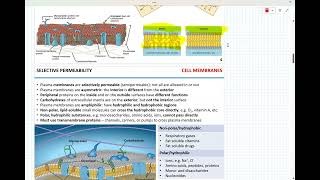 Week 5  Membrane transport [upl. by Kramnhoj]