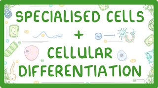 GCSE Biology  Differentiation and Specialised Cells 10 [upl. by Erdman]