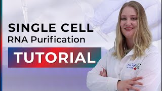 Single Cell RNA Purification Tutorial Cat 51800 [upl. by Jecon165]