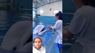 dolphin cute 😘🐬ytshortsfunny dolphindiscovery dolphinlove cute [upl. by Meg]