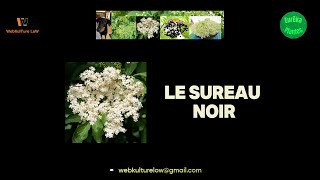 EurêkaPlantes18 Le Sureau Noir 169 [upl. by Gosselin]