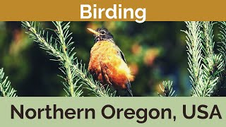 Birding Tualatin River National Wildlife Refuge in Oregon USA Birds of prey shorebirds and more [upl. by Goldsmith]