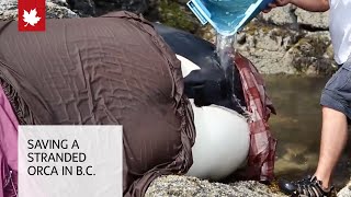 Whale rescue Saving a stranded orca in British Columbia [upl. by Shifrah]