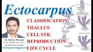 Ectocarpus Life Cycle OCCURRENCE THALLUS STRUCTURE CELL STRUCTURE REPRODUCTION LIFE CYCLE [upl. by Ethelyn]