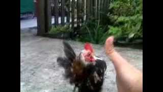 SMALLEST CHICKEN IN THE WORLD [upl. by Nerb]