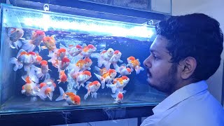 Thailand Gold Fish  Redcap Gold Fish Ranchu Gold Fish Oranda Gold Fish [upl. by Femmine]