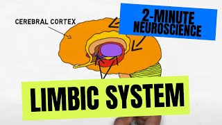 2Minute Neuroscience Limbic System [upl. by Aslam]