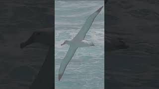 Albatross Bird 🐦🕊️😱😮🤩😃😊। Bangla Unknown with Ranjan shorts viral youtubeshorts trendingshorts [upl. by Etteloiv250]