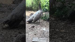 Beautiful Peachick Babies amp Mama brief outing  peafowl [upl. by Ettelracs]