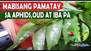 MABISANG PAMATAY SA APHIDSINSEKTOOUD AT IBA PANG PISTEEASY WAY TO TREAT APHIDSINSECT AND ANTS [upl. by Esilrac59]