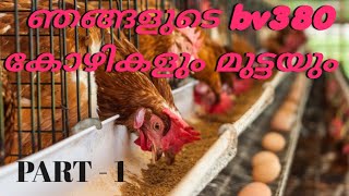 ഞങ്ങളുടെ BV 380 കോഴികളുo മുട്ടകളും video Our BV 380 chickens and eggs chicken [upl. by Dopp]