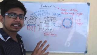 Endotoxin  lipopolysaccharide or LPS [upl. by Naeruat]