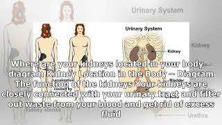 Where Your Kidneys are Located amp Where Kidney Pain is Felt [upl. by Sikes693]