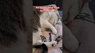 Dormilona😍 cat pet mascotas shortvideo youtubeshorts [upl. by Goldin]